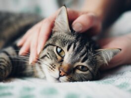 Hyperrealistic close-up photo: Gentle human hands massaging a relaxed tabby cat on a soft blanket. Natural daylight, soft focus background. Detailed fur texture, anatomically correct feline and human anatomy. Professional studio quality, shallow depth of field, no text, no artifacts.