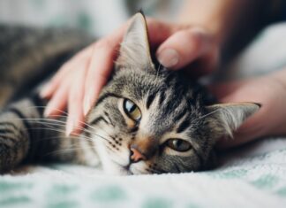 Katzen alternative Medizin: Neue Wege für die Katzengesundheit! Hyperrealistic close-up photo: Gentle human hands massaging a relaxed tabby cat on a soft blanket. Natural daylight, soft focus background. Detailed fur texture, anatomically correct feline and human anatomy. Professional studio quality, shallow depth of field, no text, no artifacts.