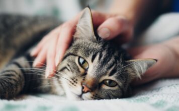 Katzen alternative Medizin: Neue Wege für die Katzengesundheit! Hyperrealistic close-up photo: Gentle human hands massaging a relaxed tabby cat on a soft blanket. Natural daylight, soft focus background. Detailed fur texture, anatomically correct feline and human anatomy. Professional studio quality, shallow depth of field, no text, no artifacts.