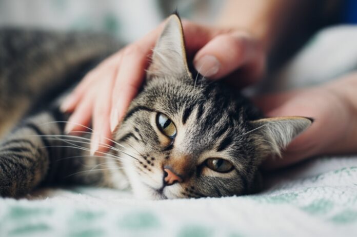 Hyperrealistic close-up photo: Gentle human hands massaging a relaxed tabby cat on a soft blanket. Natural daylight, soft focus background. Detailed fur texture, anatomically correct feline and human anatomy. Professional studio quality, shallow depth of field, no text, no artifacts.