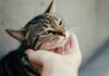 Hyperrealistische Nahaufnahme einer sanften Hand, die eine getigerte Katze streichelt. Goldenes Stundenlicht, weicher Fokus im Hintergrund, Betonung des detaillierten Fells und der ausdrucksstarken Augen der Katze. Warme, einladende Atmosphäre. Fotorealistisch, kein Text.