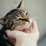 Katzen aus dem Tierschutz: Eine Chance auf ein glückliches Katzenleben! Hyperrealistische Nahaufnahme einer sanften Hand, die eine getigerte Katze streichelt. Goldenes Stundenlicht, weicher Fokus im Hintergrund, Betonung des detaillierten Fells und der ausdrucksstarken Augen der Katze. Warme, einladende Atmosphäre. Fotorealistisch, kein Text.