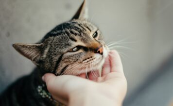 Hyperrealistische Nahaufnahme einer sanften Hand, die eine getigerte Katze streichelt. Goldenes Stundenlicht, weicher Fokus im Hintergrund, Betonung des detaillierten Fells und der ausdrucksstarken Augen der Katze. Warme, einladende Atmosphäre. Fotorealistisch, kein Text.