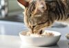 Katzen Durchfall Hausmittel: Sanfte Hilfe für Ihre Katze! Hyperrealistic close-up of a domestic cat delicately eating shredded cooked chicken and soft white rice from a simple white bowl. Soft natural light from a window illuminating the scene. Kitchen counter background, shallow depth of field, focusing on the cat's face and the texture of the food. Extremely detailed, photorealistic, no text, 8k resolution, artefactual free.