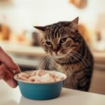 Hyperrealistic close-up of a gentle hand offering a small bowl of plain cooked chicken to a slightly unwell-looking domestic shorthair cat. The scene is set in a warmly lit kitchen with soft, diffused light. Focus on the tender interaction and the cat's slightly tired expression. Shallow depth of field, cinematic lighting, 8k, high detail. No text.