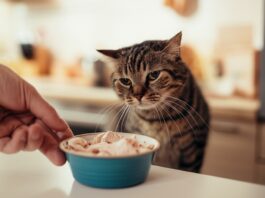 Hyperrealistic close-up of a gentle hand offering a small bowl of plain cooked chicken to a slightly unwell-looking domestic shorthair cat. The scene is set in a warmly lit kitchen with soft, diffused light. Focus on the tender interaction and the cat's slightly tired expression. Shallow depth of field, cinematic lighting, 8k, high detail. No text.
