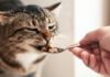 Photorealistic hyperdetailed close-up of a Caucasian human hand gently offering a spoonful of appetizing wet cat food to a sick, shorthaired tabby cat. The cat has slightly droopy eyes and a trusting gaze, looking weak but accepting food. Soft, diffused natural indoor lighting, shallow depth of field, sharp focus on the cat's face and the hand. Visible individual strands of fur and subtle skin texture on the hand. No text, letters, or words in the image.