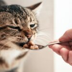 Photorealistic hyperdetailed close-up of a Caucasian human hand gently offering a spoonful of appetizing wet cat food to a sick, shorthaired tabby cat. The cat has slightly droopy eyes and a trusting gaze, looking weak but accepting food. Soft, diffused natural indoor lighting, shallow depth of field, sharp focus on the cat's face and the hand. Visible individual strands of fur and subtle skin texture on the hand. No text, letters, or words in the image.
