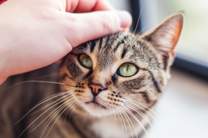 Photorealistic close-up of a tabby cat's face and a Caucasian human hand gently stroking its forehead. Soft, diffused sunlight, shallow depth of field, bokeh background. Detailed fur texture, whiskers, and expressive green cat eyes. Warm, loving atmosphere. No text.