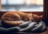 Hyperrealistic photograph, shallow depth of field. A fluffy ginger tabby cat curled up sleeping peacefully on a soft, knitted wool blanket placed on a rustic wooden windowsill. Outside the slightly frosted window, a serene, softly blurred snowy landscape is visible under gentle winter afternoon light. Focus on intricate fur texture, realistic condensation. No text, no letters, no words. Artefact-free.