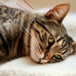 Hyperrealistic extreme close-up photograph of a serene tabby cat lying on a natural wool blanket, receiving acupuncture treatment. Fine, sterile acupuncture needles are delicately placed along its spine, barely visible against its fur. Focus on the individual strands of fur, the metallic sheen of the needles, and soft, natural window light casting subtle shadows. Shallow depth of field, focusing on the cat's peaceful face. Warm, inviting atmosphere. Absolutely no text, words, or labels in the image.