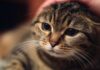 Hyperrealistic close-up of a tabby cat with slightly matted fur and sad, tired eyes, appearing weak. A gentle human hand softly pets the cat's head. Warm, soft cinematic lighting, shallow depth of field, blurred cozy home background. Focus on detailed fur and eye texture. Photorealistic, no text.