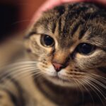 Hyperrealistic close-up of a tabby cat with slightly matted fur and sad, tired eyes, appearing weak. A gentle human hand softly pets the cat's head. Warm, soft cinematic lighting, shallow depth of field, blurred cozy home background. Focus on detailed fur and eye texture. Photorealistic, no text.