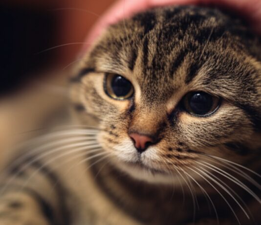 Hyperrealistic close-up of a tabby cat with slightly matted fur and sad, tired eyes, appearing weak. A gentle human hand softly pets the cat's head. Warm, soft cinematic lighting, shallow depth of field, blurred cozy home background. Focus on detailed fur and eye texture. Photorealistic, no text.