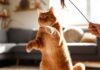 Katzen Spiele für drinnen: So sorgen Sie für Spiel & Spaß in den eigenen vier Wänden! Hyperrealistic photograph, low-angle view of a ginger tabby cat mid-leap, paws extended to catch a feather toy. A human hand holds the toy just above the cat. Natural sunlight illuminates a cozy living room with soft bokeh in the background. Dust motes are visible in the air. No text. Artefact-free, anatomically correct.