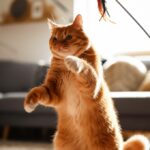 Hyperrealistic photograph, low-angle view of a ginger tabby cat mid-leap, paws extended to catch a feather toy. A human hand holds the toy just above the cat. Natural sunlight illuminates a cozy living room with soft bokeh in the background. Dust motes are visible in the air. No text. Artefact-free, anatomically correct.