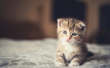 Hyperrealistische extreme Nahaufnahme eines Ingwer-Kätzchens mit leicht aufgeblähtem Bauch, ruhend auf einer Strickdecke. Weiches, natürliches Fensterlicht, detaillierte Felltextur, besorgter und leicht trauriger Kätzchenausdruck, gemütlicher Wohnzimmerhintergrund, geringe Schärfentiefe. Fotorealistisch, kein Text, keine Artefakte, Meisterwerk.