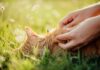 Extreme hyperrealistic close-up photo, detailed human hands gently parting soft ginger cat fur, searching for ticks. Shallow depth of field, bokeh background of sun-dappled long grass and wildflowers. Warm, natural sunlight. Photorealistic, no text.