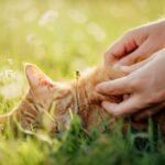 Extreme hyperrealistic close-up photo, detailed human hands gently parting soft ginger cat fur, searching for ticks. Shallow depth of field, bokeh background of sun-dappled long grass and wildflowers. Warm, natural sunlight. Photorealistic, no text.