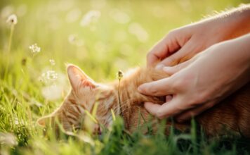 Extreme hyperrealistic close-up photo, detailed human hands gently parting soft ginger cat fur, searching for ticks. Shallow depth of field, bokeh background of sun-dappled long grass and wildflowers. Warm, natural sunlight. Photorealistic, no text.