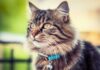 Photorealistic close-up of a fluffy tabby cat gently wearing a soft blue safety collar with a small silver bell. Warm sunlight, detailed fur texture, shallow depth of field, bokeh background. Peaceful, inviting scene. Hyperrealistic, artefect-free, no text, letters, or words.
