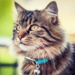 Katzenhalsband: Sicherheit und Schmuck für Ihre Samtpfote? Photorealistic close-up of a fluffy tabby cat gently wearing a soft blue safety collar with a small silver bell. Warm sunlight, detailed fur texture, shallow depth of field, bokeh background. Peaceful, inviting scene. Hyperrealistic, artefect-free, no text, letters, or words.