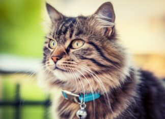 Katzenhalsband: Sicherheit und Schmuck für Ihre Samtpfote? Photorealistic close-up of a fluffy tabby cat gently wearing a soft blue safety collar with a small silver bell. Warm sunlight, detailed fur texture, shallow depth of field, bokeh background. Peaceful, inviting scene. Hyperrealistic, artefect-free, no text, letters, or words.