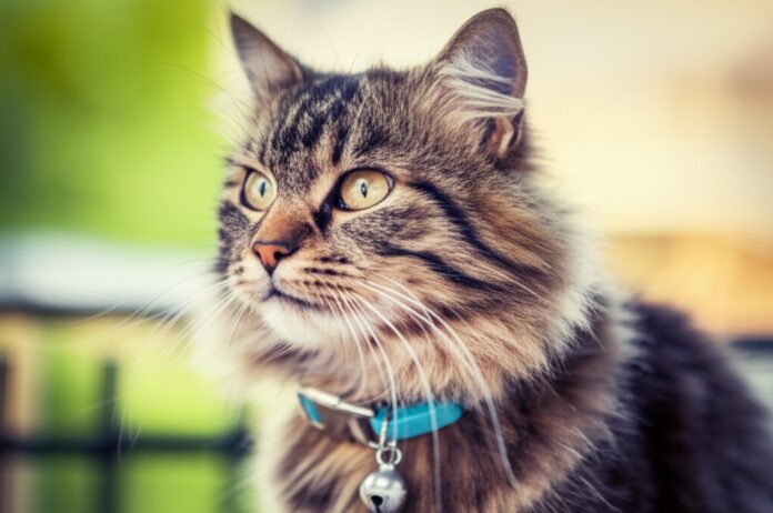 Photorealistic close-up of a fluffy tabby cat gently wearing a soft blue safety collar with a small silver bell. Warm sunlight, detailed fur texture, shallow depth of field, bokeh background. Peaceful, inviting scene. Hyperrealistic, artefect-free, no text, letters, or words.