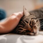 Hyperrealistic close-up of a hand gently massaging a tabby cat's head. Cat lying on a soft blanket, eyes half-closed in contentment. Soft, warm indoor lighting. Shallow depth of field, focus on relaxed expression and detailed fur texture. Photorealistic, no text.