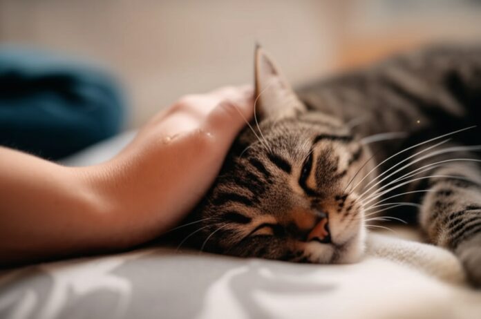 Hyperrealistic close-up of a hand gently massaging a tabby cat's head. Cat lying on a soft blanket, eyes half-closed in contentment. Soft, warm indoor lighting. Shallow depth of field, focus on relaxed expression and detailed fur texture. Photorealistic, no text.
