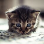Hyperrealistic close-up of a tiny tabby kitten with bright blue eyes, cautiously exploring a sunlit living room. Kitten sniffing a soft, textured wool rug. Detailed fur, natural window light, soft shadows, shallow depth of field, no text, photorealistic, artefect-free.