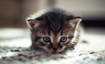 Hyperrealistic close-up of a tiny tabby kitten with bright blue eyes, cautiously exploring a sunlit living room. Kitten sniffing a soft, textured wool rug. Detailed fur, natural window light, soft shadows, shallow depth of field, no text, photorealistic, artefect-free.