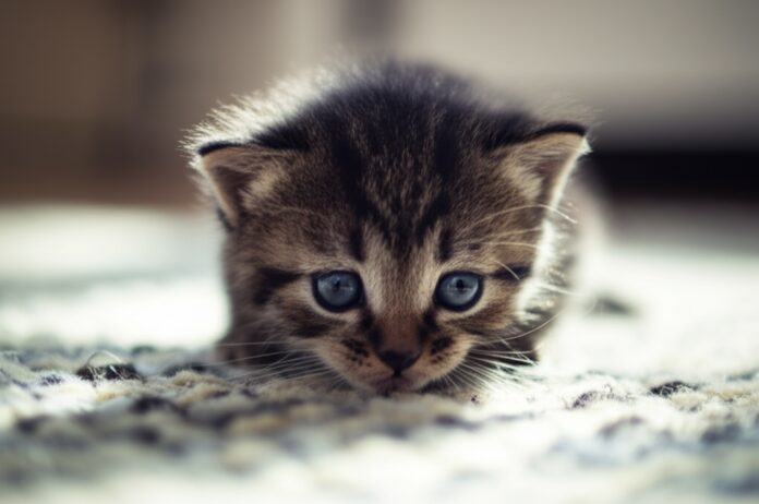 Hyperrealistic close-up of a tiny tabby kitten with bright blue eyes, cautiously exploring a sunlit living room. Kitten sniffing a soft, textured wool rug. Detailed fur, natural window light, soft shadows, shallow depth of field, no text, photorealistic, artefect-free.