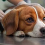 Hyperrealistic close-up photograph: A veterinarian's gentle hands carefully examine a calm Beagle dog on a stainless steel examination table. Soft, warm clinical lighting illuminates detailed fur texture and concerned eyes. Blurred modern vet clinic background. Utmost photorealism, anatomically perfect, depth of field. Absolutely no text or letters visible anywhere. Flawless rendering, no artifacts.