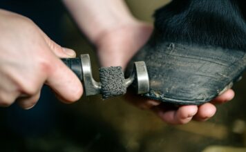 Hyperrealistische, fotorealistische, intime Nahaufnahme einer Hand, die mit einem Hufkratzer einen Pferdehuf im weichen Stalllicht reinigt. Staubkörner tanzen in den Sonnenstrahlen. Fokus auf die detaillierten Texturen von Huf, Hand und Metallwerkzeug. Geringe Tiefenschärfe, scharfer Fokus, artefaktfrei, kein Text.