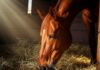 Pferde richtig füttern: So bleibt Ihr Pferd gesund & leistungsstark! Photorealistic, hyperdetailed image, artefakt-free: A powerful, glossy chestnut horse in a dimly lit stable, head buried deep in fragrant golden hay. Dramatic shafts of sunlight illuminate dust motes and the horse's wet muzzle as it inhales. Focus on textures: hay, fur, wood. Natural anatomy, no text, professional quality.