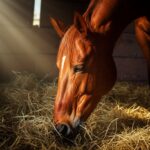 Pferde richtig füttern: So bleibt Ihr Pferd gesund & leistungsstark! Photorealistic, hyperdetailed image, artefakt-free: A powerful, glossy chestnut horse in a dimly lit stable, head buried deep in fragrant golden hay. Dramatic shafts of sunlight illuminate dust motes and the horse's wet muzzle as it inhales. Focus on textures: hay, fur, wood. Natural anatomy, no text, professional quality.