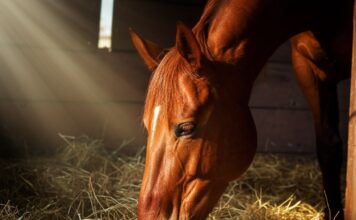 Photorealistic, hyperdetailed image, artefakt-free: A powerful, glossy chestnut horse in a dimly lit stable, head buried deep in fragrant golden hay. Dramatic shafts of sunlight illuminate dust motes and the horse's wet muzzle as it inhales. Focus on textures: hay, fur, wood. Natural anatomy, no text, professional quality.