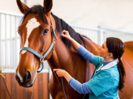 Hyperrealistic close-up of a veterinarian gently listening to a healthy brown horse's chest with a stethoscope in a bright stable. Soft, natural light, photorealistic, detailed, no text, cinematic lighting, professional veterinary setting, gentle and caring interaction.
