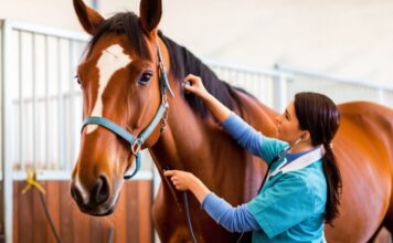Hyperrealistic close-up of a veterinarian gently listening to a healthy brown horse's chest with a stethoscope in a bright stable. Soft, natural light, photorealistic, detailed, no text, cinematic lighting, professional veterinary setting, gentle and caring interaction.