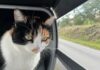 Reisen mit Katze in Europa: So wird der Urlaub für alle entspannt! Hyperrealistic photograph: A flawless, anatomically correct calico cat peers calmly from inside a secure, well-ventilated travel carrier on a car's passenger seat. Soft morning sunlight illuminates intricate fur textures and dust particles. Through the window, a quaint European countryside road subtly blurs. Shallow depth of field. Utterly artifact-free. Absolutely no text, letters, or writing.