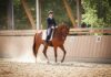 Reiten lernen: Der Traum vom Glück auf dem Rücken der Pferde! Photorealistic image: A woman in riding clothes gracefully performs dressage on a brown horse in a sunlit indoor arena. Dust motes in the air, soft focus background, emphasis on realism and detail. No text.