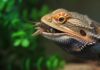Reptilien Ernährung: So füttern Sie Ihre Exoten richtig! Extreme macro shot of a bearded dragon catching a cricket. Focus on the moment of capture, tongue extended, droplets of saliva, sharp details on scales and insect. Warm sunlight, shallow depth of field, blurred green terrarium plants. Hyperrealistic, photorealistic, no text.