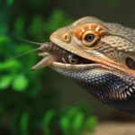 Extreme macro shot of a bearded dragon catching a cricket. Focus on the moment of capture, tongue extended, droplets of saliva, sharp details on scales and insect. Warm sunlight, shallow depth of field, blurred green terrarium plants. Hyperrealistic, photorealistic, no text.