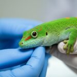 Hyperrealistic close-up of a vibrant green gecko with intricate scales being gently examined by a veterinarian's gloved hands in a brightly lit, sterile clinic. Focus on the gecko's detailed skin texture and the vet's careful touch. Soft, natural light, shallow depth of field. No text.