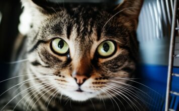 Hyperrealistic close-up: frightened tabby cat in a worn plastic carrier. Anxious emerald green eyes, dilated pupils, detailed fur texture, tense posture, inside a slightly worn carrier. Soft natural light from a window, shallow depth of field, focus on the cat's face. No text.