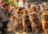 Hyperrealistic photograph capturing a vibrant animal event scene. Focus on cheerful people engaging with various hyper-detailed pets, including diverse dog breeds and elegant cats in carriers or on display stands. Lush textures of fur and fabric. Dynamic composition, warm atmospheric lighting creating highlights and shadows. Shallow depth of field focusing on a central interaction. No text, letters, or words present anywhere in the image.