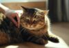 Hyperrealistic close-up: woman's hand gently strokes slightly overweight tabby cat's side, checking ribs. Soft sunlight streams through window, volumetric light, shadows. Focus on fur texture, hand details, warm atmosphere. Shallow depth of field. Artifact-free, no text.