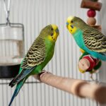 Hyperrealistic close-up inside a bright birdcage. Two budgerigars perch on a natural branch, playing with a toy. Clean feeders, water. Soft window light, shallow depth of field, highlighting feather and wood textures. Artifact-free, no text.