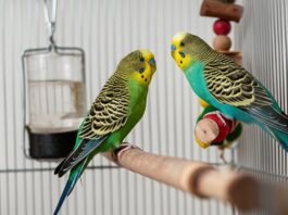 Hyperrealistic close-up inside a bright birdcage. Two budgerigars perch on a natural branch, playing with a toy. Clean feeders, water. Soft window light, shallow depth of field, highlighting feather and wood textures. Artifact-free, no text.